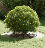 VidaXL geschikt voor platte boomringen 5 pcs Wit Ø50 / 80 cm Staal