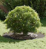 VidaXL geschikt voor platte boomringen 5 pcs Zwart Ø50 / 80 cm Staal