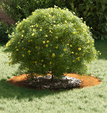 VidaXL geschikt voor platte boomring Bruin Ø40 / 70 cm Cortenstaal