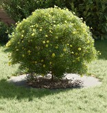 VidaXL geschikt voor platte boomring Zilver Ø40 / 70 cm