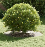 VidaXL geschikt voor platte boomring Zilver Ø40 / 70 cm Roestvrij staal