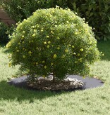 VidaXL geschikt voor platte boomringen 5 pcs Antraciet Ø40 / 70 cm Staal