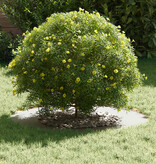 VidaXL geschikt voor platte boomring Wit Ø40 / 70 cm Staal