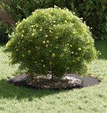 VidaXL geschikt voor platte boomringen 5 pcs Zwart Ø40 / 70 cm Staal