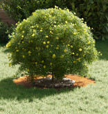 VidaXL geschikt voor platte boomringen 5 pcs Bruin Ø30 / 60 cm