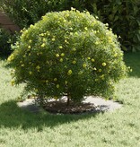 VidaXL geschikt voor platte boomringen 5 pcs Zilver Ø30 / 60 cm