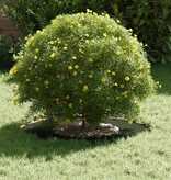 VidaXL geschikt voor platte boomringen 5 pcs Olijfgroen Ø30 / 60 cm