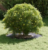 VidaXL geschikt voor platte boomringen 5 pcs Antraciet Ø30 / 60 cm Staal