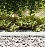 VidaXL Tuinrand 50 pcs Wit 100 x 0.05 x 20 cm Koudgewalst staal