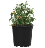 VidaXL Bloempot 200 pcs Zwart Ø 15 x 12.5 cm Kunststof