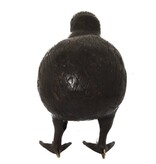 Pole To Pole H28 Kiwi Vogel M