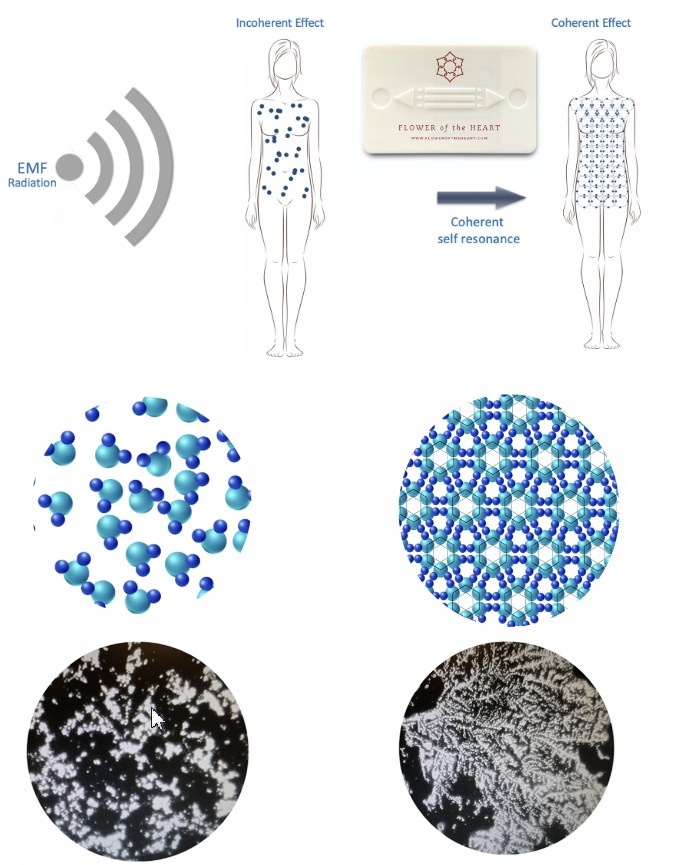 bodyRevitaliser EMF Harmony Card bodyRevitaliser