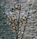 De Witte Engel De Witte Engel - Katjes Bloemenkindje A253