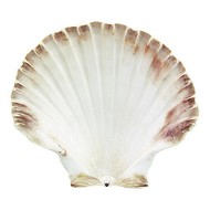 Oester schelp Ø12,0cm – 12,0 cm