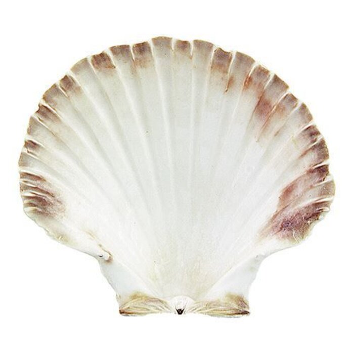 EMGA Oester schelp Ø12,0cm – 12,0 cm
