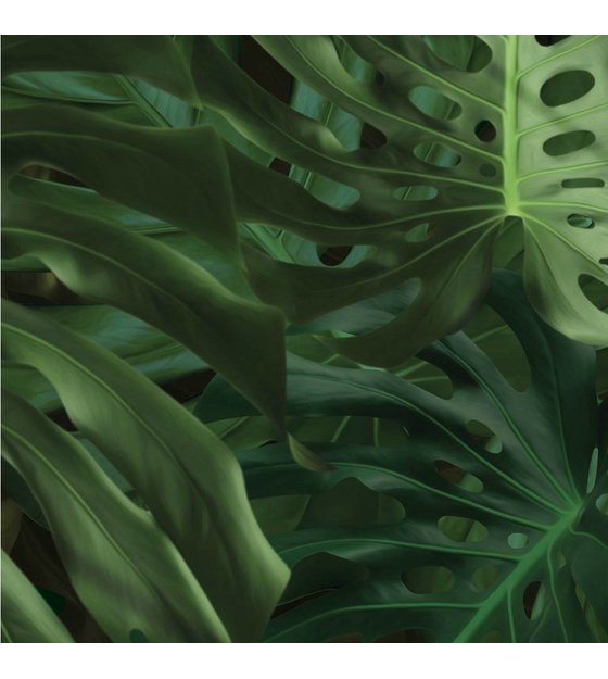 Téléchargement gratuit Images Kek Amsterdam Papier Peint Tropical Monstera Feuilles Papier le plus cool salutations