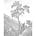 KEK Amsterdam Behangpaneel Engraved Tree zwart wit vliesbehang 142,5x180cm