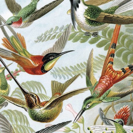 KEK Amsterdam Panneau de papier peint Oiseaux exotiques Papier peint intissé multicolore 142,5x180cm
