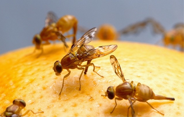 Voorkom en vang fruitvliegjes: zo pak je het probleem structureel aan