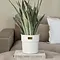 RIVIÈRA MAISON RIVIÈRA MAISON - City Loft Flower Pot white S - 573780
