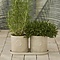 RIVIÈRA MAISON Set d'Herbes de Cuisine Portofino Rivièra Maison – Pots à Herbes sur Plateau