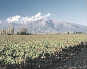 Maipo Valley