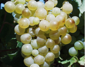 Semillon