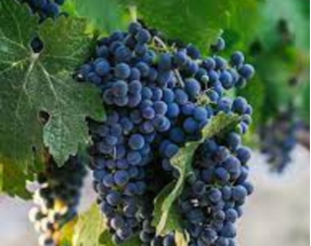 Cabernet Franc