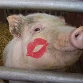 Ashley Pig kisses