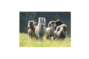 Lannoo My Favourite Friends - Bureauonderlegger 3D (60x40cm) (paard)