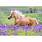 Ravensburger Puzzel (2x24stuks) - Paardenliefde