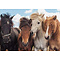 Ravensburger Puzzel (2x24stuks) - Paardenliefde