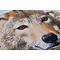 Verachtert Diamond Painting Kit - Wolf