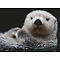 Ravensburger Puzzel (500stuks) - Schattige kleine otter