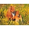 Ravensburger Puzzel (XXL) 100stuks - Shetland pony's