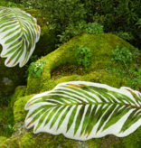 Habidecor  Bath mat PALM 100% Egyptian cotton - GIZA / long thread - 1900 g/m2 -