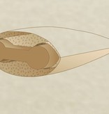 Brinkhaus Neck support pillow CHALET 40 x 60 cm