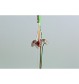 Loxone Tree Kabel (200m)