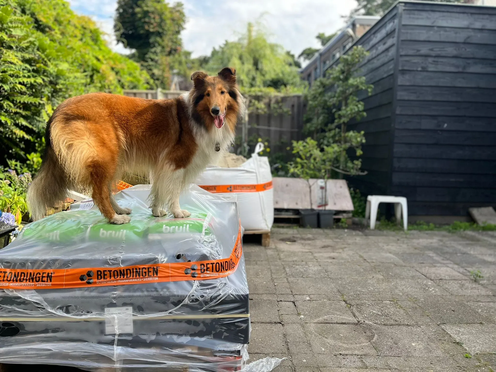 Zijn houtsnippers gevaarlijk voor honden?