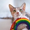 Yeowww! Regenboog Yeowww! Regenboog