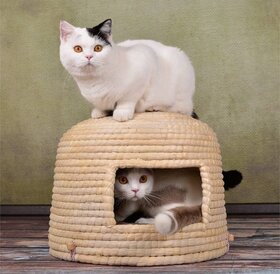 Lucky Kitty Neko Chigura cat basket
