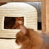 Lucky Kitty Neko Chigura cat basket