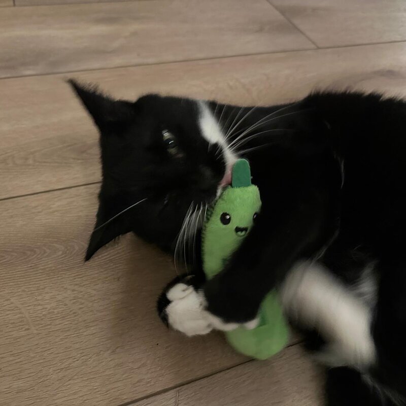 Petstages Crunchy Pickle Kicker