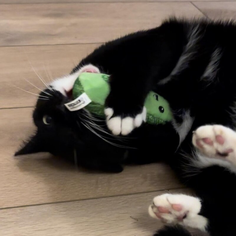 Petstages Crunchy Pickle Kicker