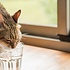 Katten en water