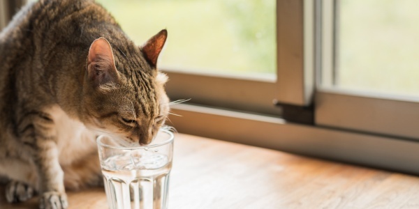 Katten en water