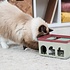 Hersenwerk voor katten: zo voorkom je verveling bij (binnen)katten