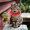 Birds be safe Birds be safe collar cover