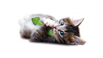 Chew toys