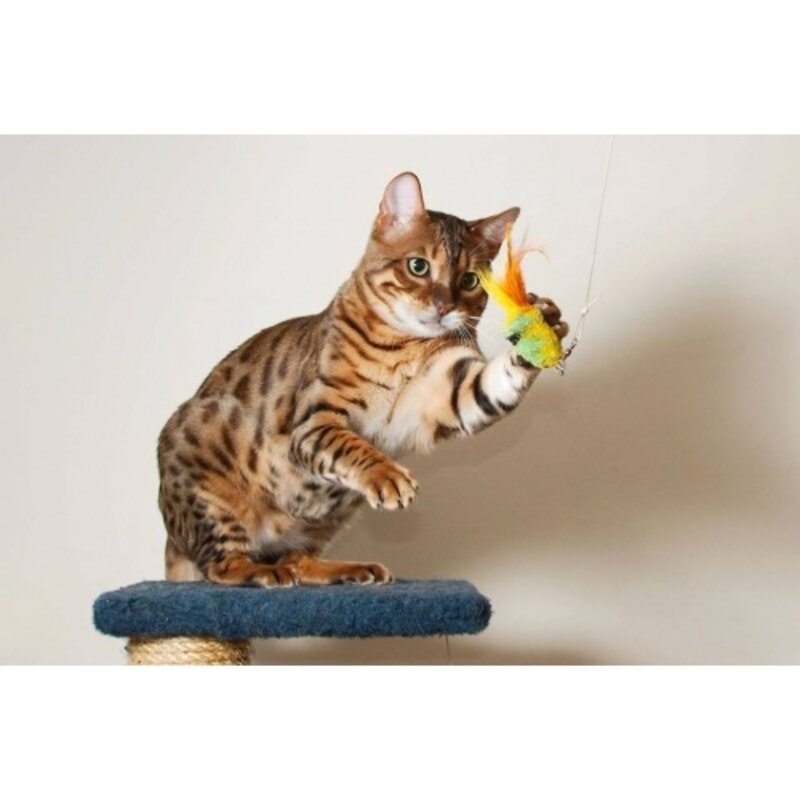 Purrs Ickle Cricket - Copy